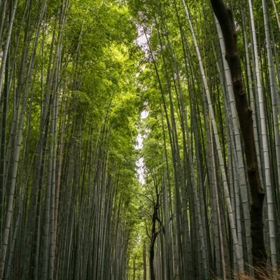 果盘守卫攻城手游下载